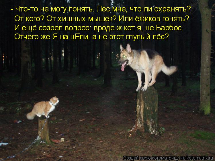- Что-то не могу понять. Лес мне, что ли охранять? От кого? От хищных мышек? Или ёжиков гонять? И е... Котоматрица: - Что-то не могу понять. Лес мне, что ли охранять? От кого? От хищных мышек? Или ёжиков гонять? И ещё созрел вопрос: вроде ж кот я, не Барбос. От
