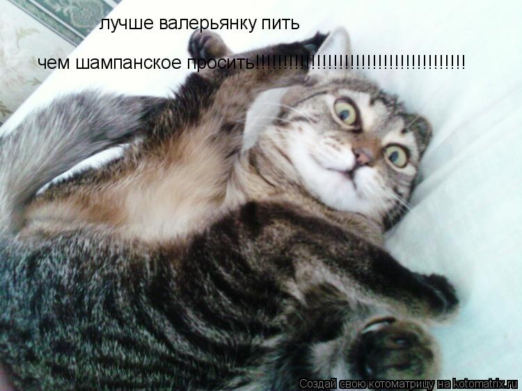 лучше валерьянку пить чем шампанское просить!!!!!!!!!!!!!!!!!!!!!!!!!!!!!!!!!!!!!!... Котоматрица: лучше валерьянку пить чем шампанское просить!!!!!!!!!!!!!!!!!!!!!!!!!!!!!!!!!!!!!!