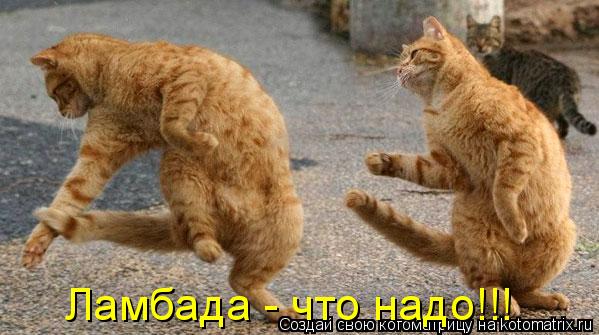 Ламбада - что надо!!!... Котоматрица: Ламбада - что надо!!!