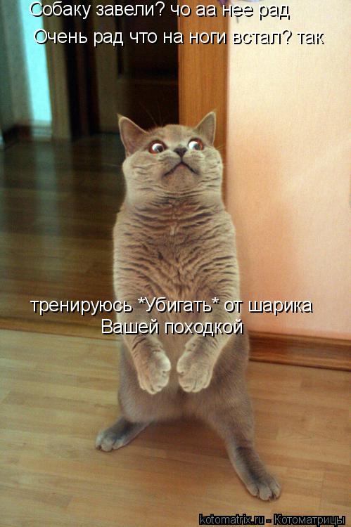 Собаку завели? чо аа нее рад Очень рад что на ноги встал? так тренируюсь *Убигать* от шарика Вашей п... Котоматрица: Собаку завели? чо аа нее рад Очень рад что на ноги встал? так тренируюсь *Убигать* от шарика Вашей походкой