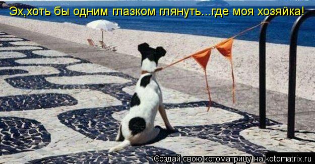Эх,хоть бы одним глазком глянуть...где моя хозяйка!... Котоматрица: Эх,хоть бы одним глазком глянуть...где моя хозяйка!