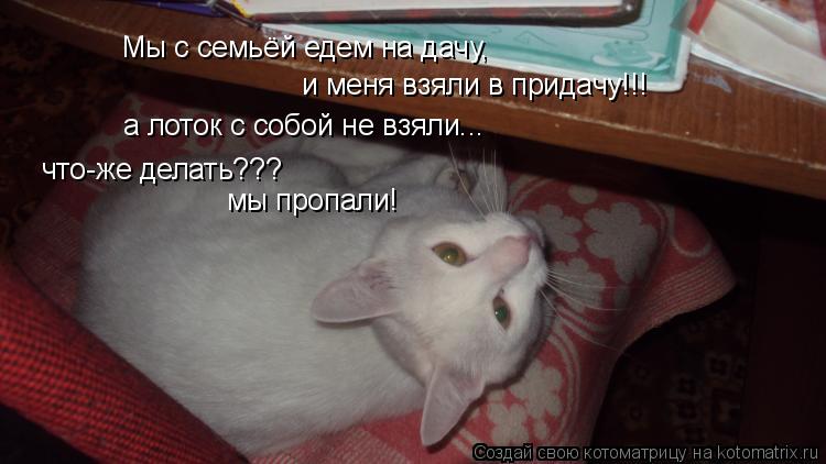 Мы с семьёй едем на дачу, и меня взяли в придачу!!! а лоток с собой не взяли... что-же делать??? мы п... Котоматрица: Мы с семьёй едем на дачу, и меня взяли в придачу!!! а лоток с собой не взяли... что-же делать??? мы пропали!