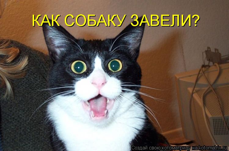 КАК СОБАКУ ЗАВЕЛИ?... Котоматрица: КАК СОБАКУ ЗАВЕЛИ?
