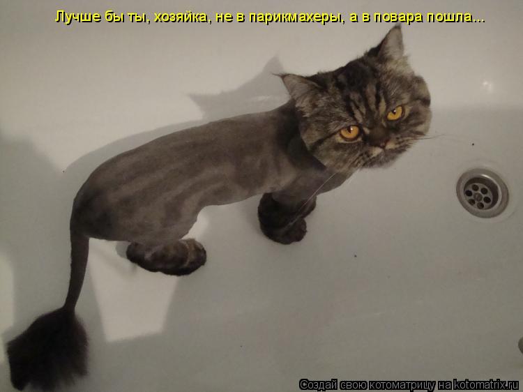 Лучше бы ты, хозяйка, не в парикмахеры, а в повара пошла...... Котоматрица: Лучше бы ты, хозяйка, не в парикмахеры, а в повара пошла...