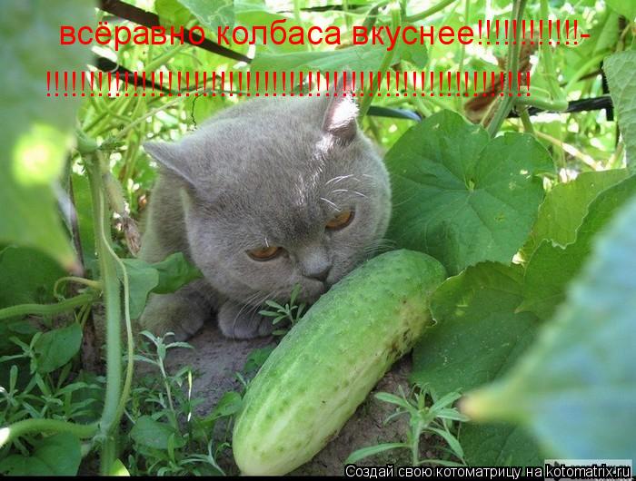 всёравно колбаса вкуснее!!!!!!!!!!!!- !!!!!!!!!!!!!!!!!!!!!!!!!!!!!!!!!!!!!!!!!!!!!!!!!!!!!!!!... Котоматрица: всёравно колбаса вкуснее!!!!!!!!!!!!- !!!!!!!!!!!!!!!!!!!!!!!!!!!!!!!!!!!!!!!!!!!!!!!!!!!!!!!!