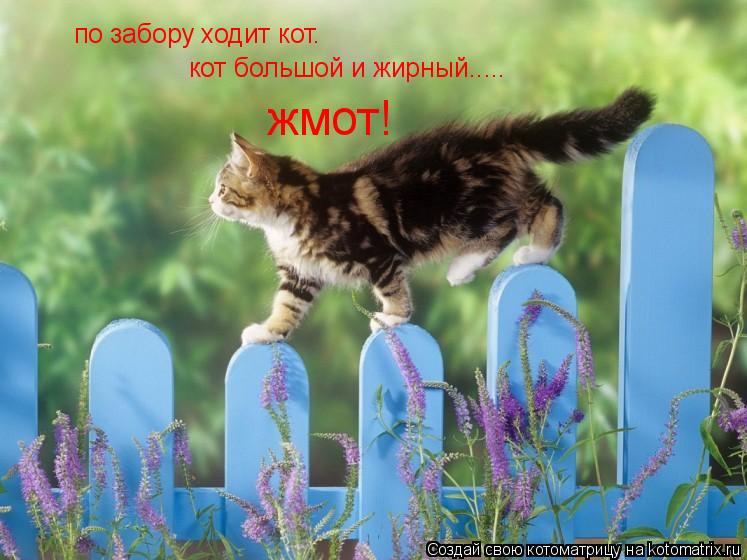 по забору ходит кот. кот большой и жирный..... жмот!... Котоматрица: по забору ходит кот. кот большой и жирный..... жмот!