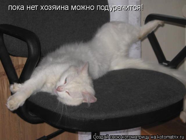 пока нет хозяина можно подурачится!... Котоматрица: пока нет хозяина можно подурачится!