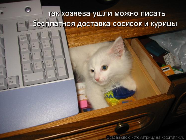так хозяева ушли можно писать бесплатноя доставка сосисок и курицы... Котоматрица: так хозяева ушли можно писать бесплатноя доставка сосисок и курицы