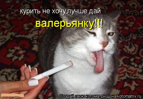 курить не хочу,лучше дай валерьянку!!!... Котоматрица: курить не хочу,лучше дай валерьянку!!!