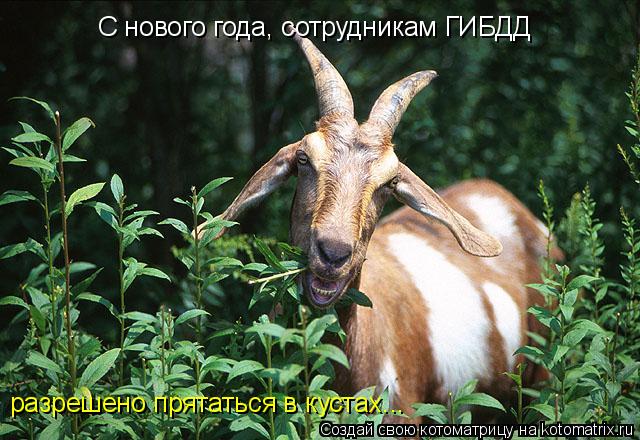 С нового года, сотрудникам ГИБДД разрешено прятаться в кустах...... Котоматрица: С нового года, сотрудникам ГИБДД разрешено прятаться в кустах...