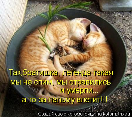 Так,братишка, легенда такая: мы не спим, мы отравились и умерли... а то за пальму влетит!!!... Котоматрица: Так,братишка, легенда такая: мы не спим, мы отравились и умерли... а то за пальму влетит!!!