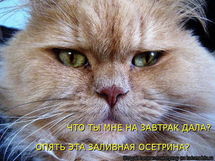 ОПЯТЬ ЭТА ЗАЛИВНАЯ ОСЕТРИНА? ЧТО ТЫ МНЕ НА ЗАВТРАК ДАЛА?... Котоматрица: ОПЯТЬ ЭТА ЗАЛИВНАЯ ОСЕТРИНА? ЧТО ТЫ МНЕ НА ЗАВТРАК ДАЛА?