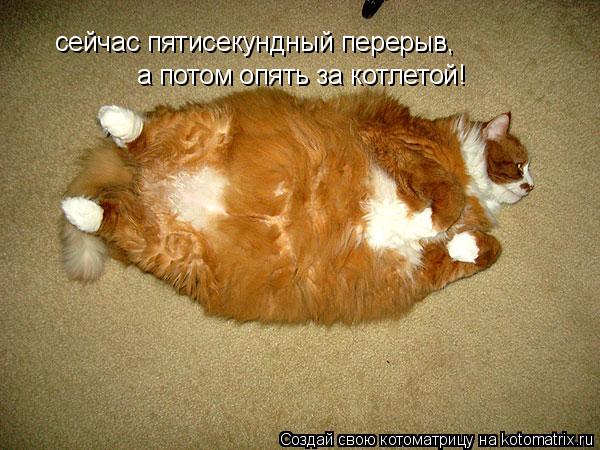 сейчас пятисекундный перерыв, а потом опять за котлетой!... Котоматрица: сейчас пятисекундный перерыв, а потом опять за котлетой!