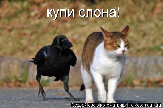 купи слона!... Котоматрица: купи слона!