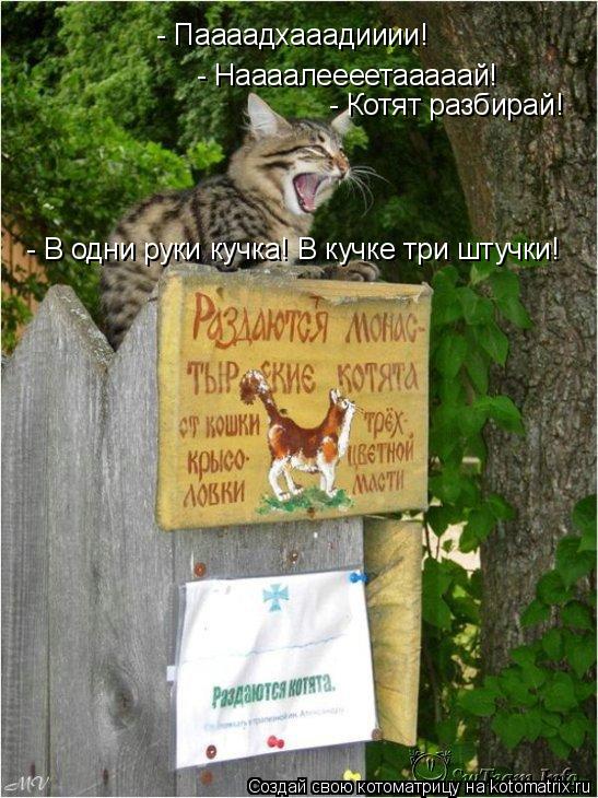 - Паааадхааадииии! - Наааалеееетааааай! - Котят разбирай! - В одни руки кучка! В кучке три штучки!... Котоматрица: - Паааадхааадииии! - Наааалеееетааааай! - Котят разбирай! - В одни руки кучка! В кучке три штучки!