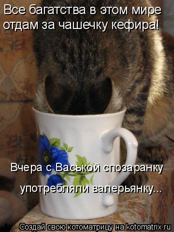 Все багатства в этом мире отдам за чашечку кефира! Вчера с Васькой спозаранку употребляли валерьянку.... Котоматрица: Все багатства в этом мире отдам за чашечку кефира! Вчера с Васькой спозаранку употребляли валерьянку...