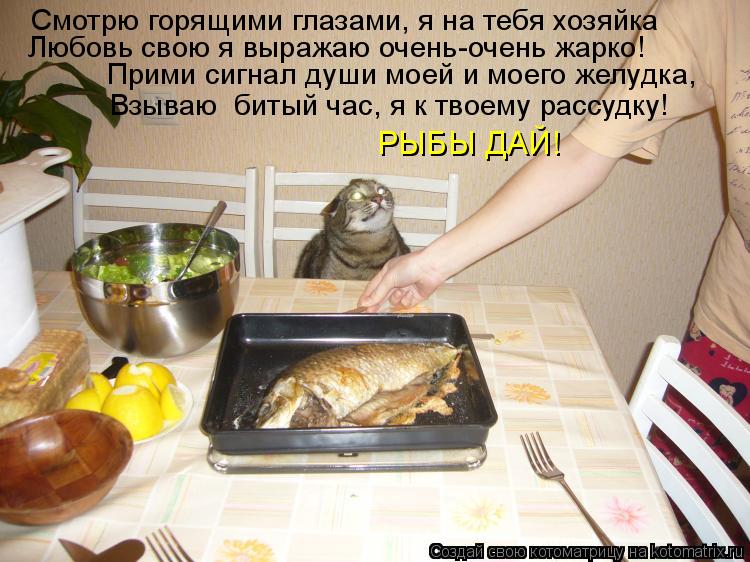 Смотрю горящими глазами, я на тебя хозяйка Любовь свою я выражаю очень-очень жарко! Прими сигнал души... Котоматрица: Смотрю горящими глазами, я на тебя хозяйка Любовь свою я выражаю очень-очень жарко! Прими сигнал души моей и моего желудка, Взываю битый час