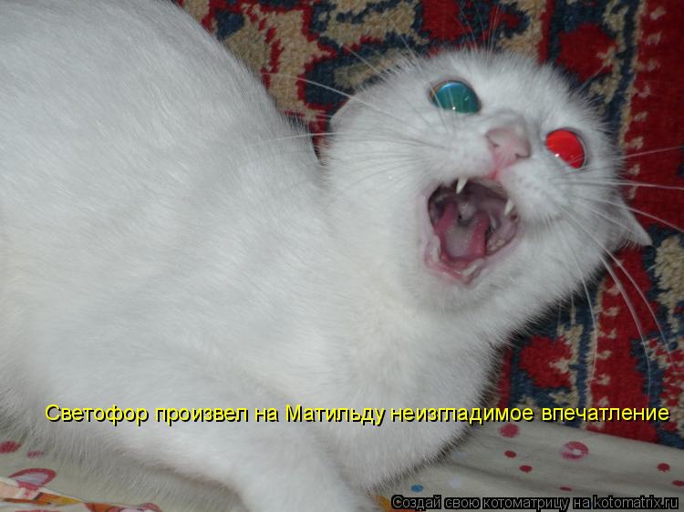 Светофор произвел на Матильду неизгладимое впечатление... Котоматрица: Светофор произвел на Матильду неизгладимое впечатление