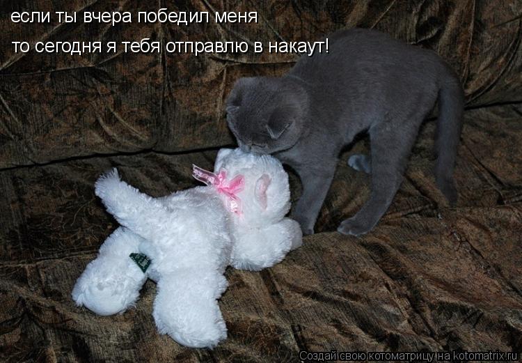 если ты вчера победил меня то сегодня я тебя отправлю в накаут!... Котоматрица: если ты вчера победил меня то сегодня я тебя отправлю в накаут!
