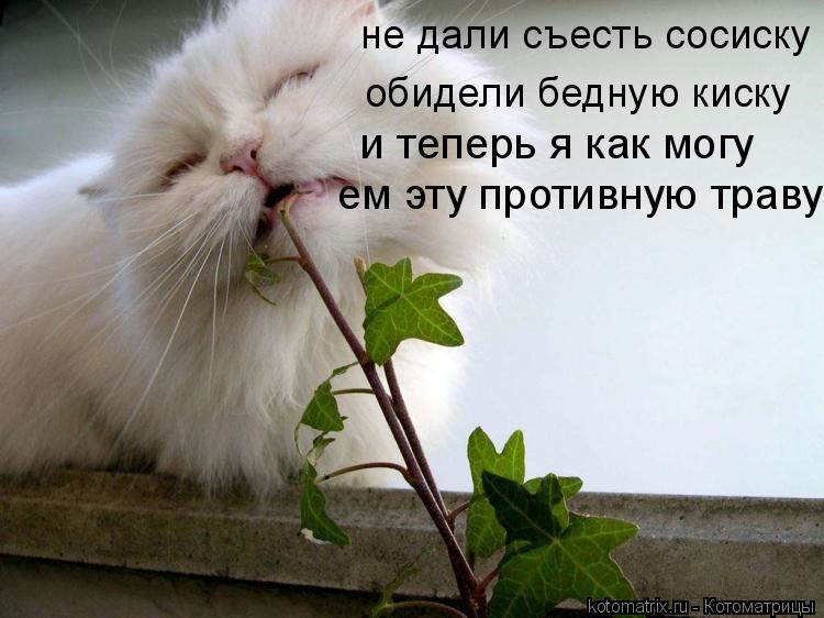 не дали съесть сосиску обидели бедную киску и теперь я как могу ем эту противную траву... Котоматрица: не дали съесть сосиску обидели бедную киску и теперь я как могу ем эту противную траву