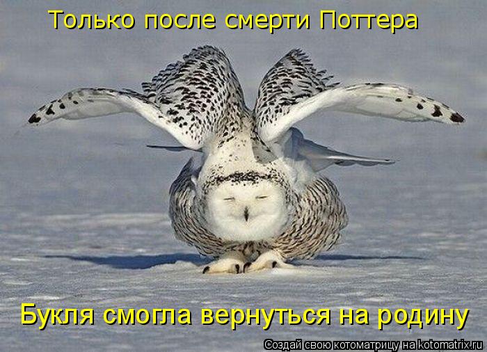 Только после смерти Поттера Букля смогла вернуться на родину... Котоматрица: Только после смерти Поттера Букля смогла вернуться на родину
