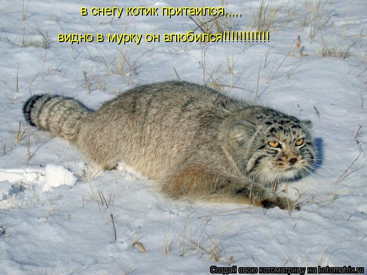 в снегу котик притаился,,,,, видно в мурку он влюбился!!!!!!!!!!!!... Котоматрица: в снегу котик притаился,,,,, видно в мурку он влюбился!!!!!!!!!!!!