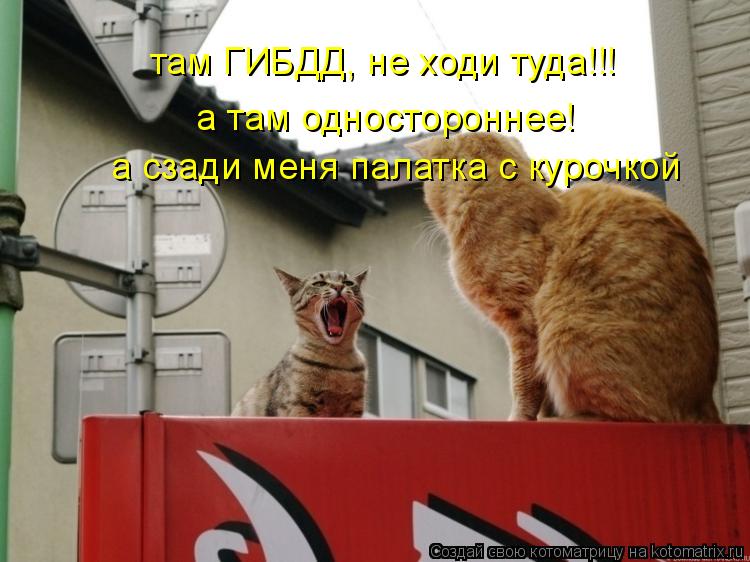там ГИБДД, не ходи туда!!! а там одностороннее! а сзади меня палатка с курочкой... Котоматрица: там ГИБДД, не ходи туда!!! а там одностороннее! а сзади меня палатка с курочкой