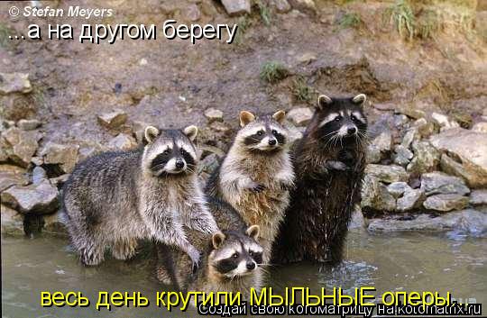 весь день крутили МЫЛЬНЫЕ оперы... ...а на другом берегу... Котоматрица: весь день крутили МЫЛЬНЫЕ оперы... ...а на другом берегу