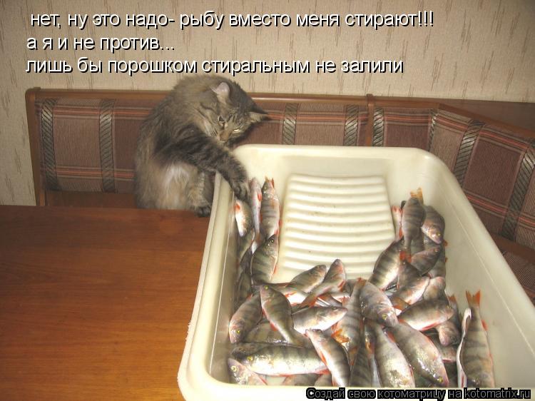 нет, ну это надо- рыбу вместо меня стирают!!! а я и не против... лишь бы порошком стиральным не зали... Котоматрица: нет, ну это надо- рыбу вместо меня стирают!!! а я и не против... лишь бы порошком стиральным не залили