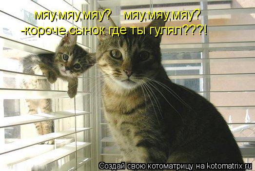 мяу,мяу,мяу? мяу,мяу,мяу? -короче,сынок где ты гулял???!... Котоматрица: мяу,мяу,мяу? мяу,мяу,мяу? -короче,сынок где ты гулял???!