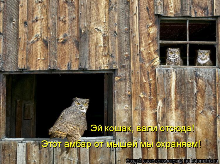 Эй кошак, вали отсюда! Этот амбар от мышей мы охраняем!... Котоматрица: Эй кошак, вали отсюда! Этот амбар от мышей мы охраняем!