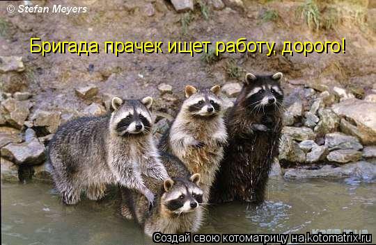 Бригада прачек ищет работу, дорого!... Котоматрица: Бригада прачек ищет работу, дорого!