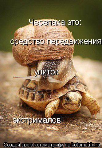Черепаха это: средство передвижения улиток улиток экстрималов!... Котоматрица: Черепаха это: средство передвижения улиток улиток экстрималов!
