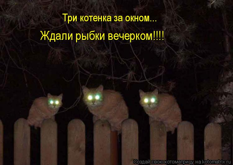 Три котенка за окном... Ждали рыбки вечерком!!!!... Котоматрица: Три котенка за окном... Ждали рыбки вечерком!!!!