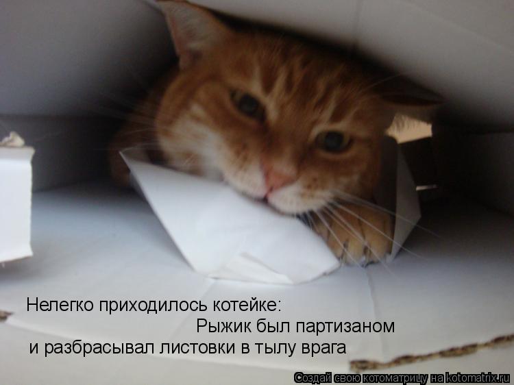 Нелегко приходилось котейке: Рыжик был партизаном и разбрасывал листовки в тылу врага... Котоматрица: Нелегко приходилось котейке: Рыжик был партизаном и разбрасывал листовки в тылу врага