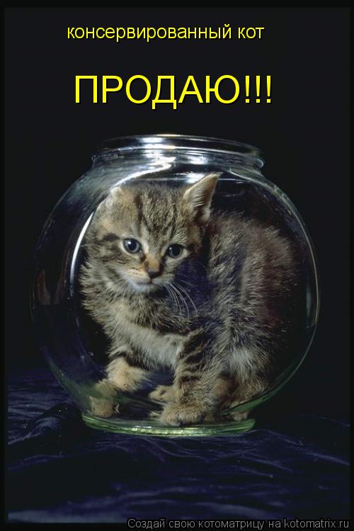 консервированный кот ПРОДАЮ!!!... Котоматрица: консервированный кот ПРОДАЮ!!!