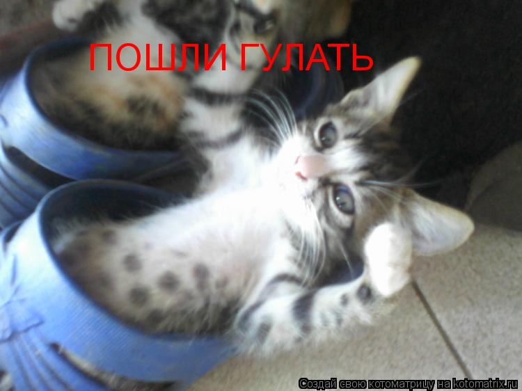 ПОШЛИ ГУЛАТЬ... Котоматрица: ПОШЛИ ГУЛАТЬ