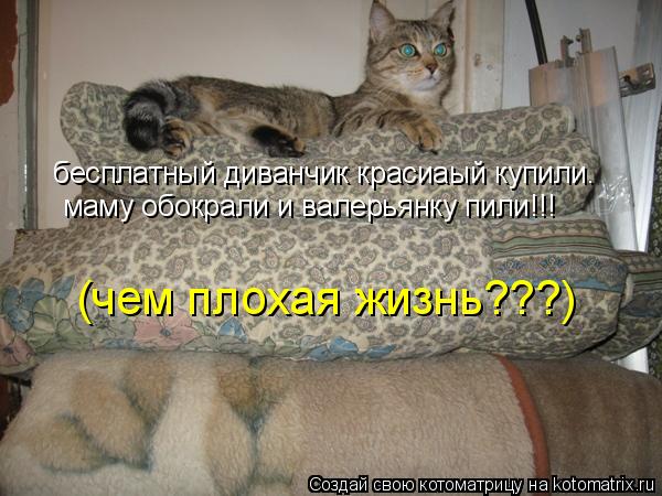бесплатный диванчик красиаый купили. маму обокрали и валерьянку пили!!! (чем плохая жизнь???)... Котоматрица: бесплатный диванчик красиаый купили. маму обокрали и валерьянку пили!!! (чем плохая жизнь???)