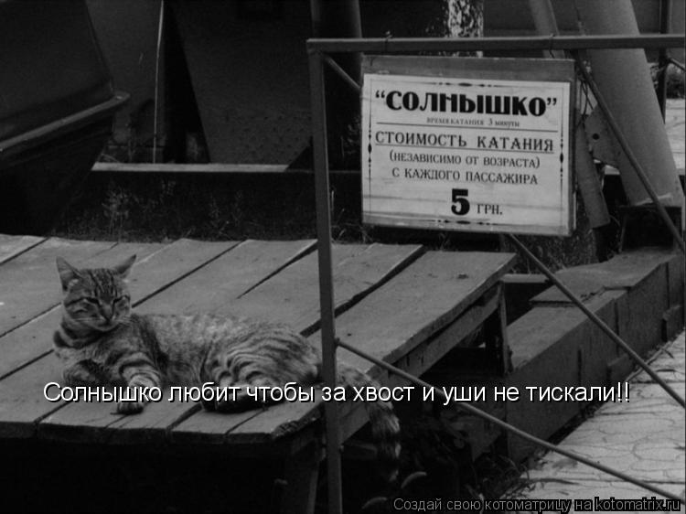 Солнышко любит чтобы за хвост и уши не тискали!!... Котоматрица: Солнышко любит чтобы за хвост и уши не тискали!!