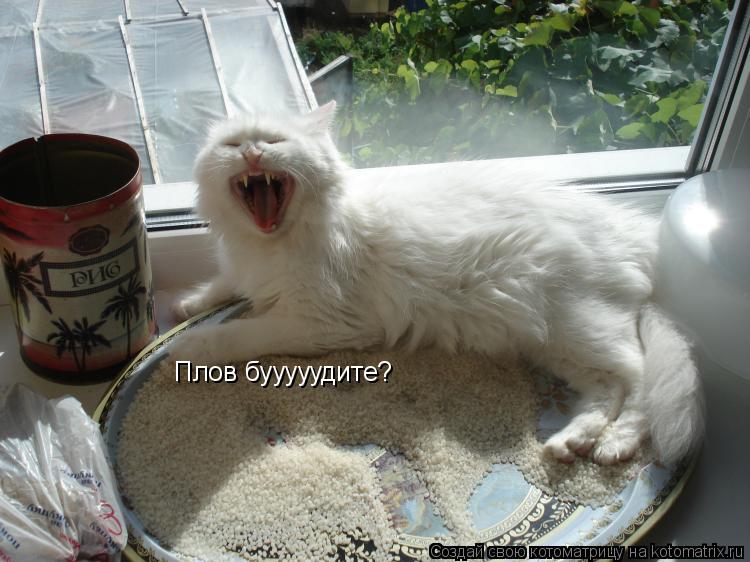 Плов бууууудите?... Котоматрица: Плов бууууудите?