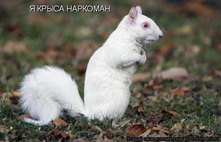 Я КРЫСА НАРКОМАН... Котоматрица: Я КРЫСА НАРКОМАН