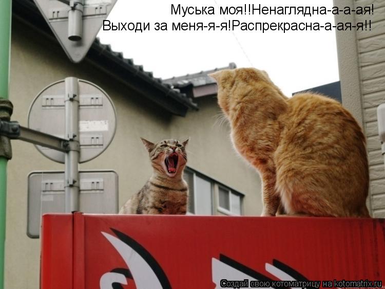 Муська моя!!Ненаглядна-а-а-ая! Выходи за меня-я-я!Распрекрасна-а-ая-я!!... Котоматрица: Муська моя!!Ненаглядна-а-а-ая! Выходи за меня-я-я!Распрекрасна-а-ая-я!!