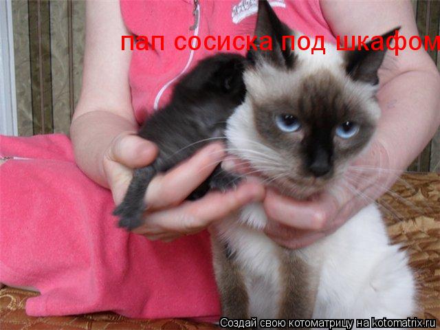 пап сосиска под шкафом... Котоматрица: пап сосиска под шкафом