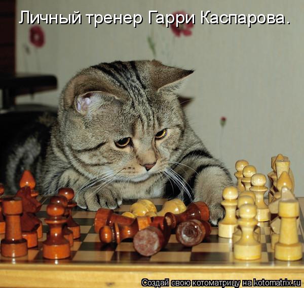 Личный тренер Гарри Каспарова.... Котоматрица: Личный тренер Гарри Каспарова.