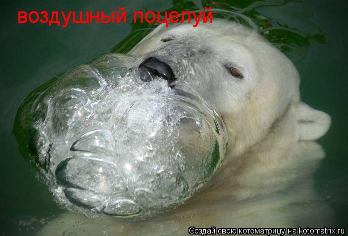 воздушный поцелуй... Котоматрица: воздушный поцелуй
