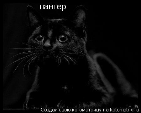 пантер... Котоматрица: пантер