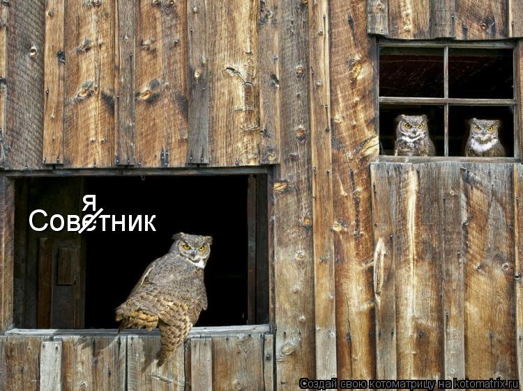 Советник __ я... Котоматрица: Советник __ я
