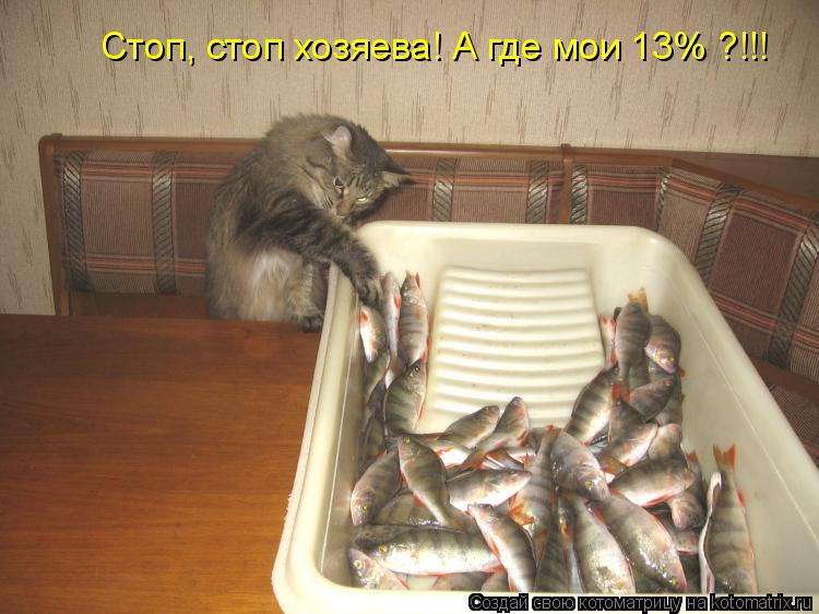 Стоп, стоп хозяева! А где мои 13% ?!!!... Котоматрица: Стоп, стоп хозяева! А где мои 13% ?!!!