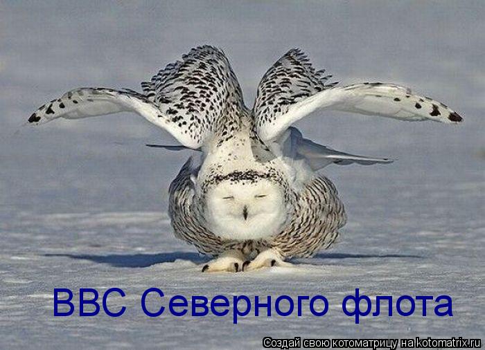 ВВС Северного флота... Котоматрица: ВВС Северного флота