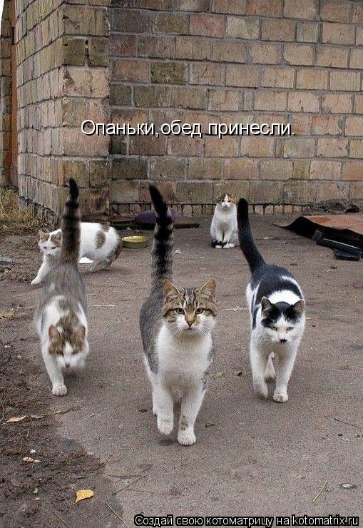 Опаньки,обед принесли.... Котоматрица: Опаньки,обед принесли.